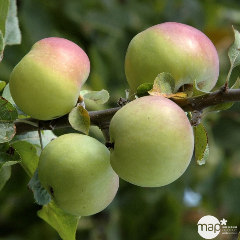  Pommier Belle De Boskoop : Tige Conteneur 7,5 Litres