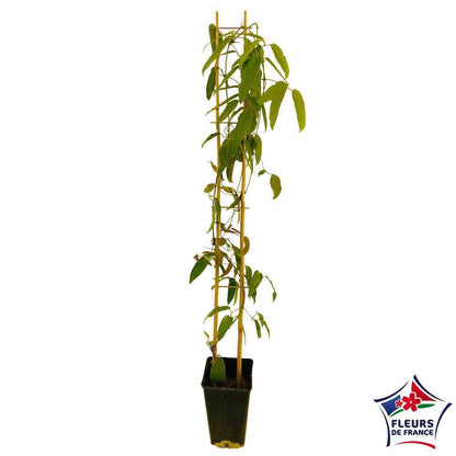  Clematis Armandii Apple Blossom: Ctr De 3 Litres