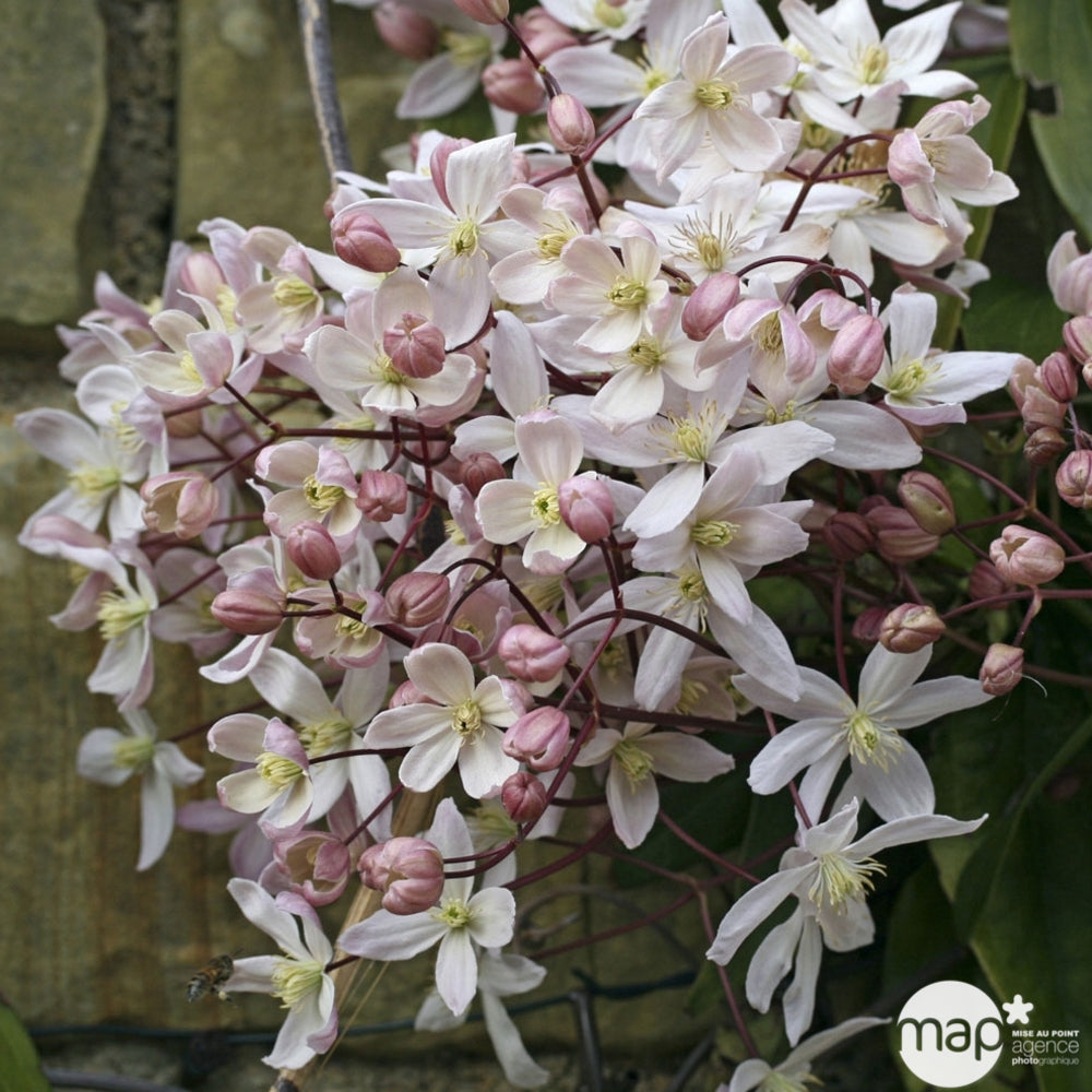  Clematis Armandii Apple Blossom: Ctr De 3 Litres