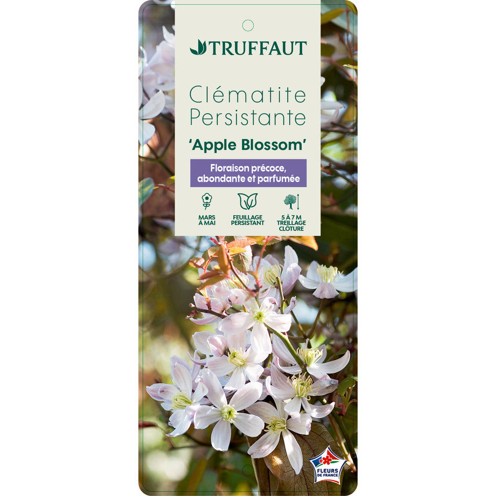  Clematis Armandii Apple Blossom: Ctr De 3 Litres