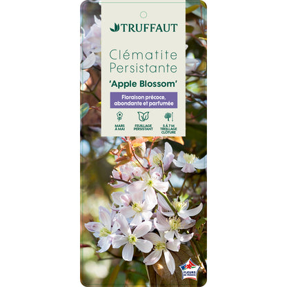  Clematis Armandii Apple Blossom: Ctr De 3 Litres