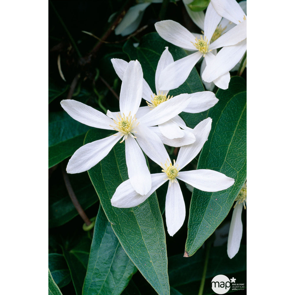  Clematis Armandii Apple Blossom: Ctr De 3 Litres
