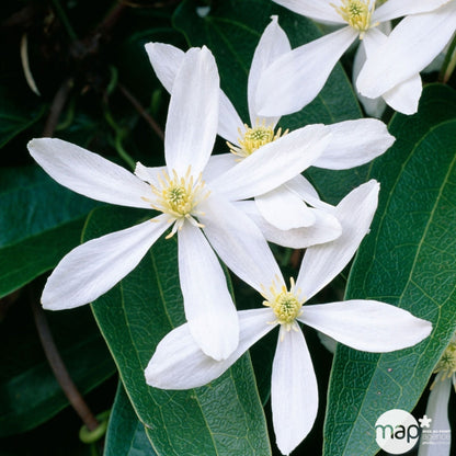  Clematis Armandii Apple Blossom: Ctr De 3 Litres