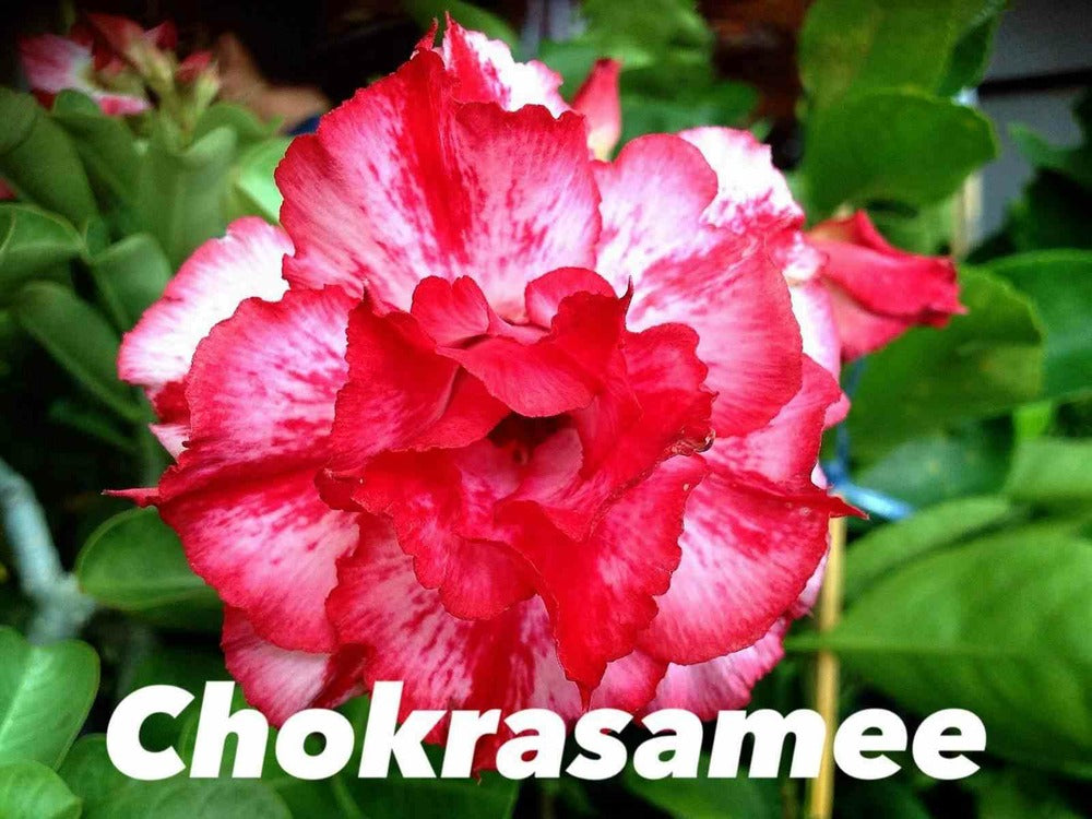  Adenium Obesum Cv Chokrasamee Caudex D'environ 300g 20/25cm
