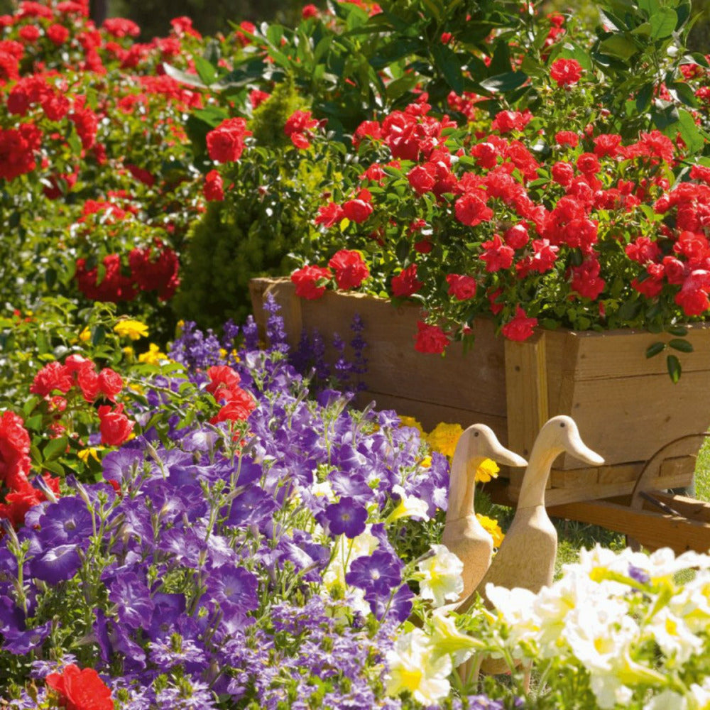  Rosier Arbustif Decorosier® Kadora® 'noa 83100 B'/[-]pot De 5l - 40/60 Cm