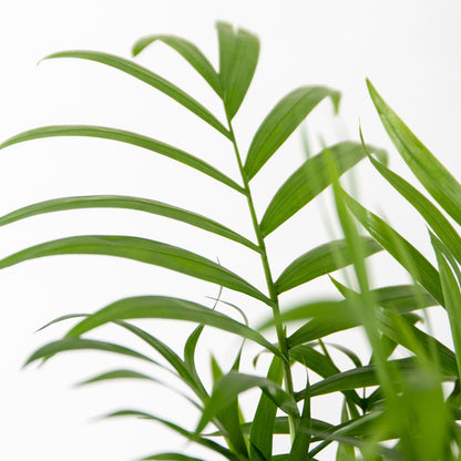  Chamaedorea Elegans - Palmier Nain Mexicain - Plante D’intérieur - Hauteur 30-40 Cm - Pot 12 Cm