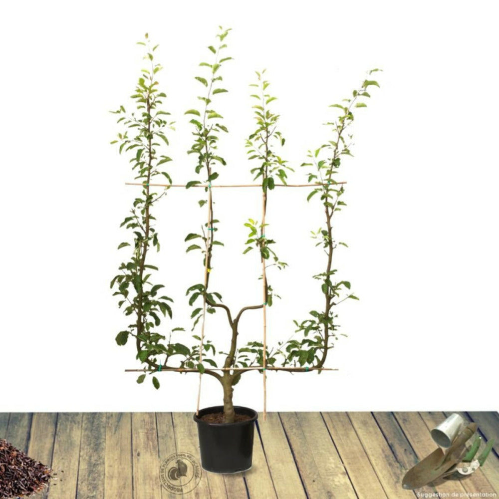  Poirier Conférence/[-]pot De 10l - Gobelet 2 Ans - 120/150 Cm