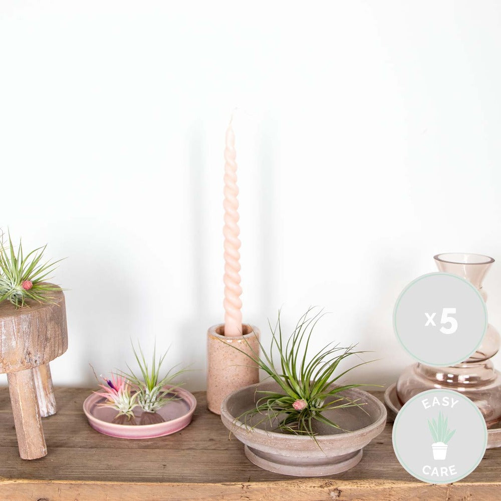  Lot De 5 - Tillandsia - Plantes Aériennes - Dépolluantes - Très Faciles D’entretien - 5-15 Cm