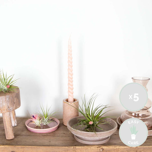  Lot De 5 - Tillandsia - Plantes Aériennes - Dépolluantes - Très Faciles D’entretien - 5-15 Cm