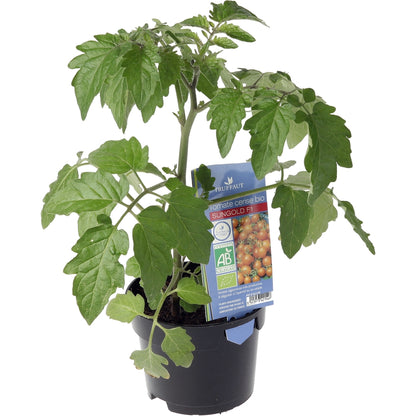  Plant De Tomate Jaune 'Sungold' F1 Bio : Pot De 0,5 Litre
