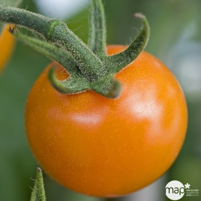  Plant De Tomate Jaune 'Sungold' F1 Bio : Pot De 0,5 Litre