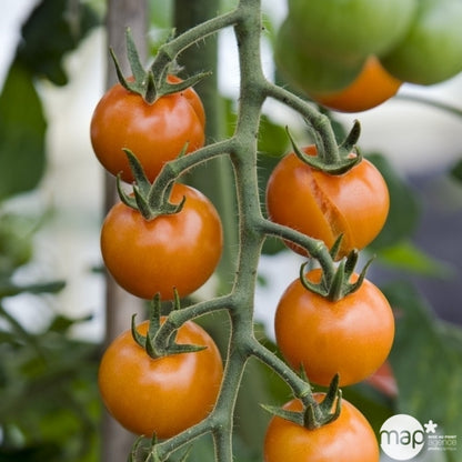  Plant De Tomate Jaune 'Sungold' F1 Bio : Pot De 0,5 Litre