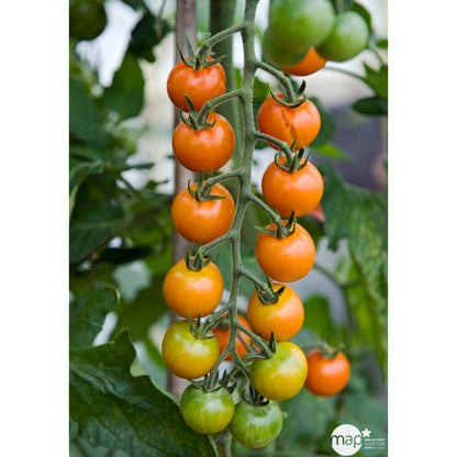  Plant De Tomate Jaune 'Sungold' F1 Bio : Pot De 0,5 Litre