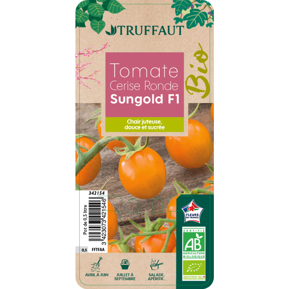  Plant De Tomate Jaune 'Sungold' F1 Bio : Pot De 0,5 Litre