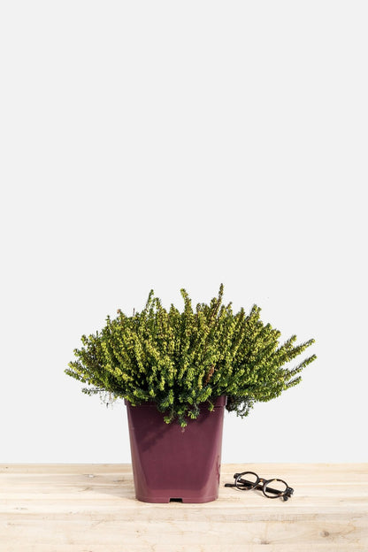  Bruyère D'hiver 'spring Surprise' - En Pot De 3 Litres