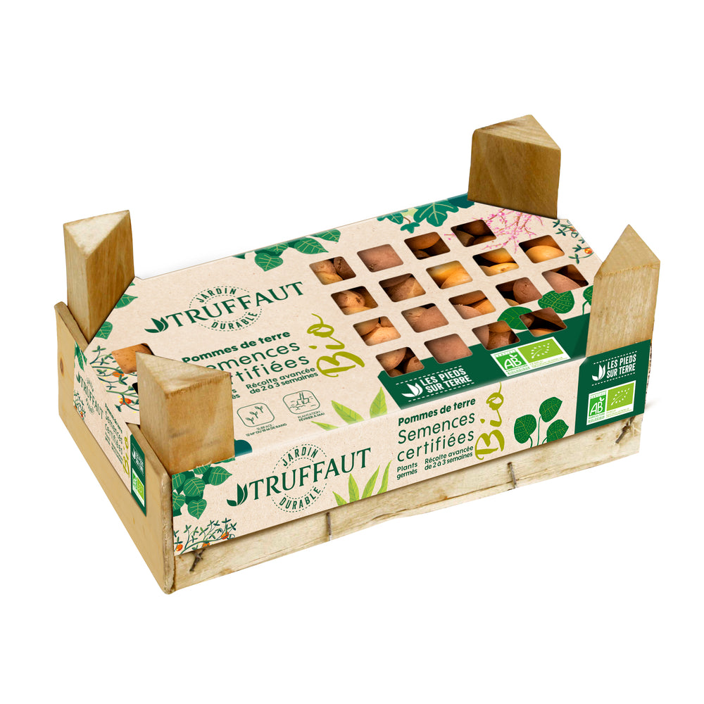  Plants De Pommes De Terre 'Charlotte' Bio En Clayette X60