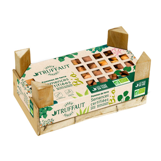  Plants De Pommes De Terre 'Charlotte' Bio En Clayette X60