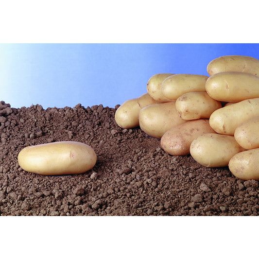  Plants De Pommes De Terre 'Charlotte' Bio En Clayette X60