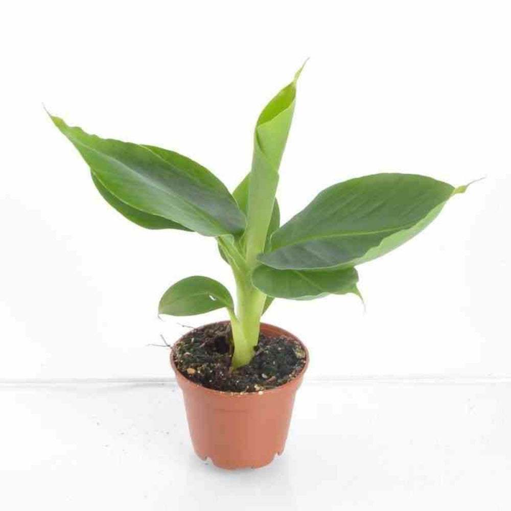  Bananier Musa Acuminata Cv. Specimen Super Dwarf Cavendish Pot De 110l 200/250cm