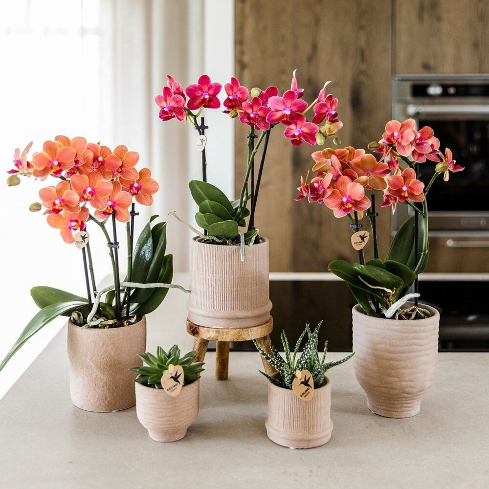  Kolibri Orchids Orchidée Rouge Congo + Bali Zierpot Sand - Taille De Pot 9cm