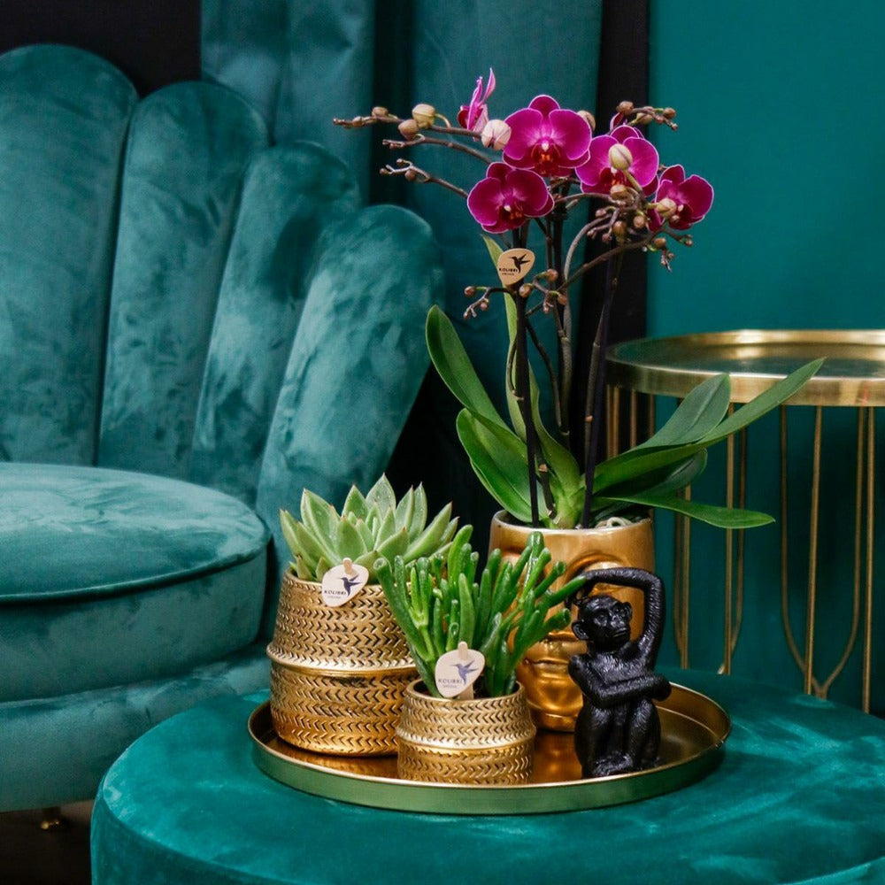  Gift Set Hotel Chic | Orchidée Phalaenopsis Pourpre Et Succulentes