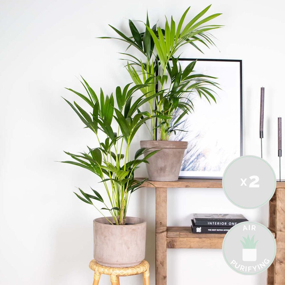  Lot De 2 - Howea Forsteriana - Palmier Kentia - Plantes D’intérieur - 80-100 Cm De Haut - Pot 19 Cm