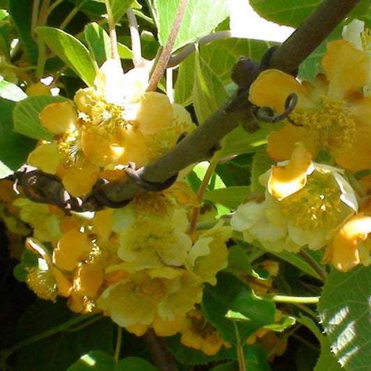  Kiwi Chinensis Tomuri (mâle)/[-]godet - 5/20 Cm