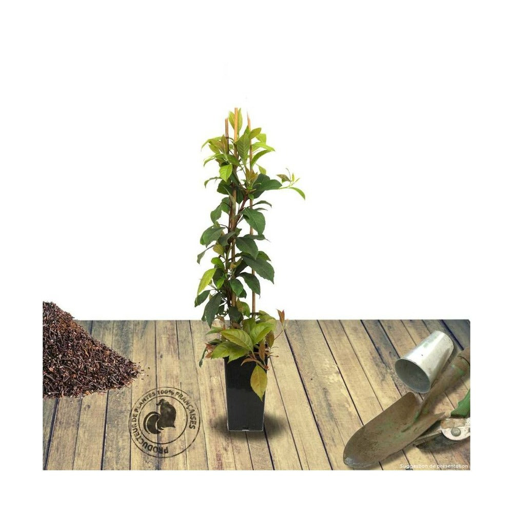 Hortensia Grimpant Seemanii/[-]pot De 3l - Echelle Bambou 60/120 Cm