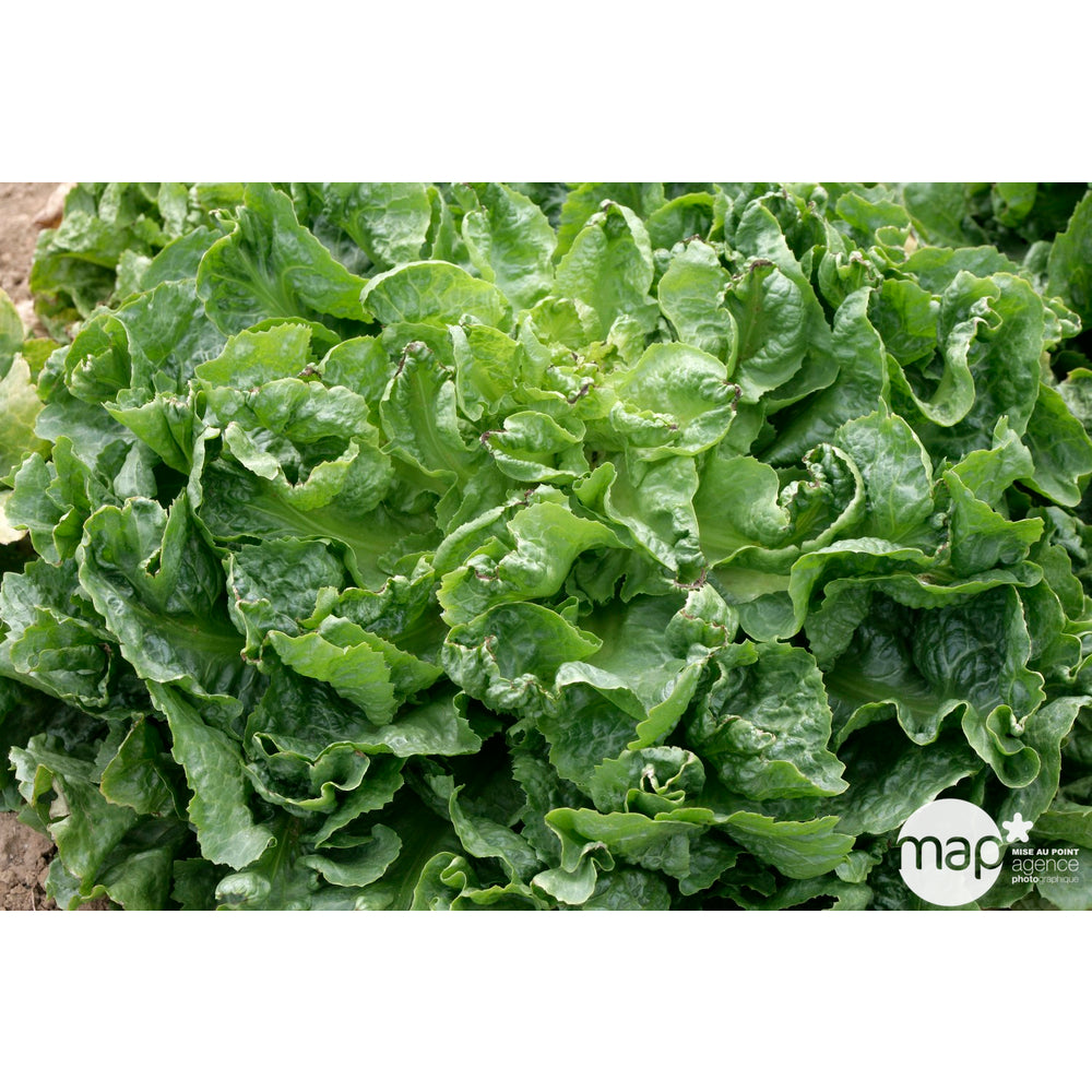  Plants De Chicorées Scarole Maraîchère 'Alma' : Barquette De 12 Plants