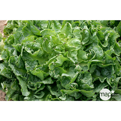  Plants De Chicorées Scarole Maraîchère 'Alma' : Barquette De 12 Plants
