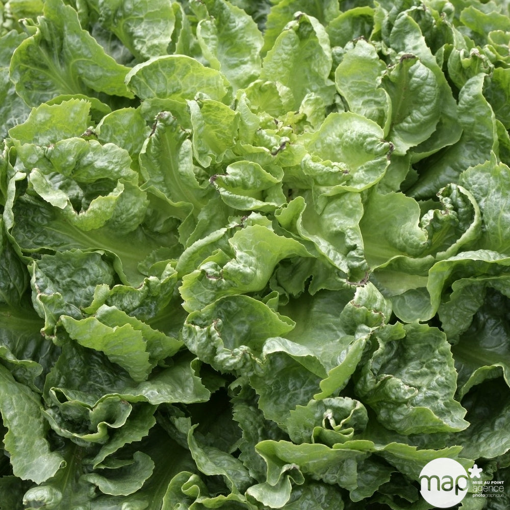  Plants De Chicorées Scarole Maraîchère 'Alma' : Barquette De 12 Plants