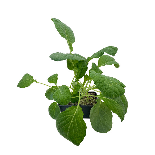  Plants De Choux De Milan 'Supervoy' F1 : Barquette De 6 Plants