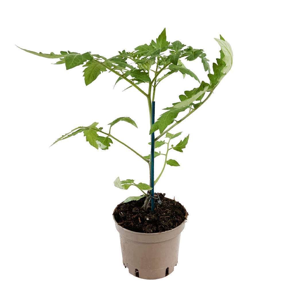  Plant De Tomate 'Supersweet' 100 F1 Greffée : Pot De 1 Litre
