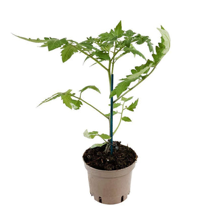  Plant De Tomate 'Supersweet' 100 F1 Greffée : Pot De 1 Litre