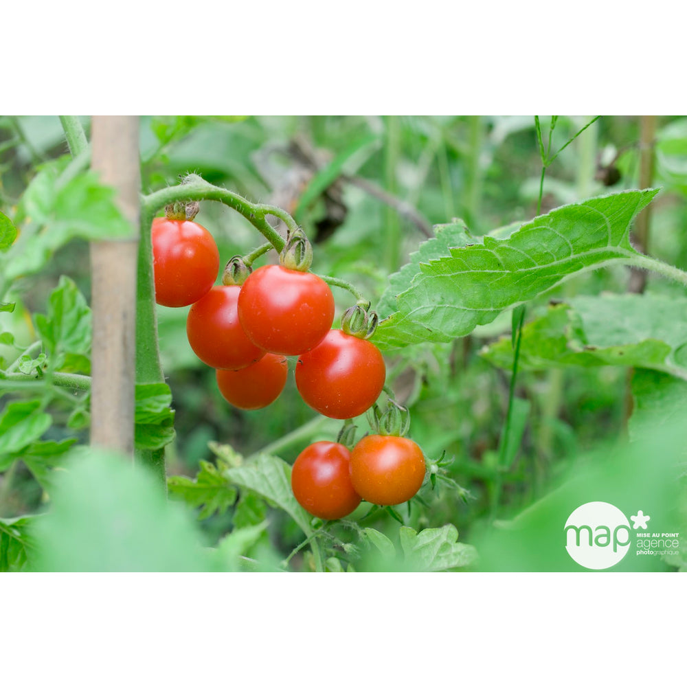  Plant De Tomate 'Supersweet' 100 F1 Greffée : Pot De 1 Litre