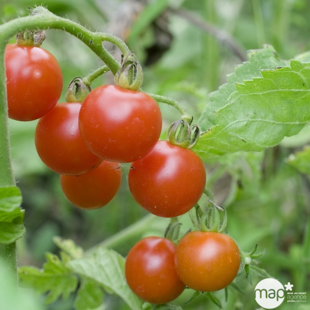  Plant De Tomate 'Supersweet' 100 F1 Greffée : Pot De 1 Litre