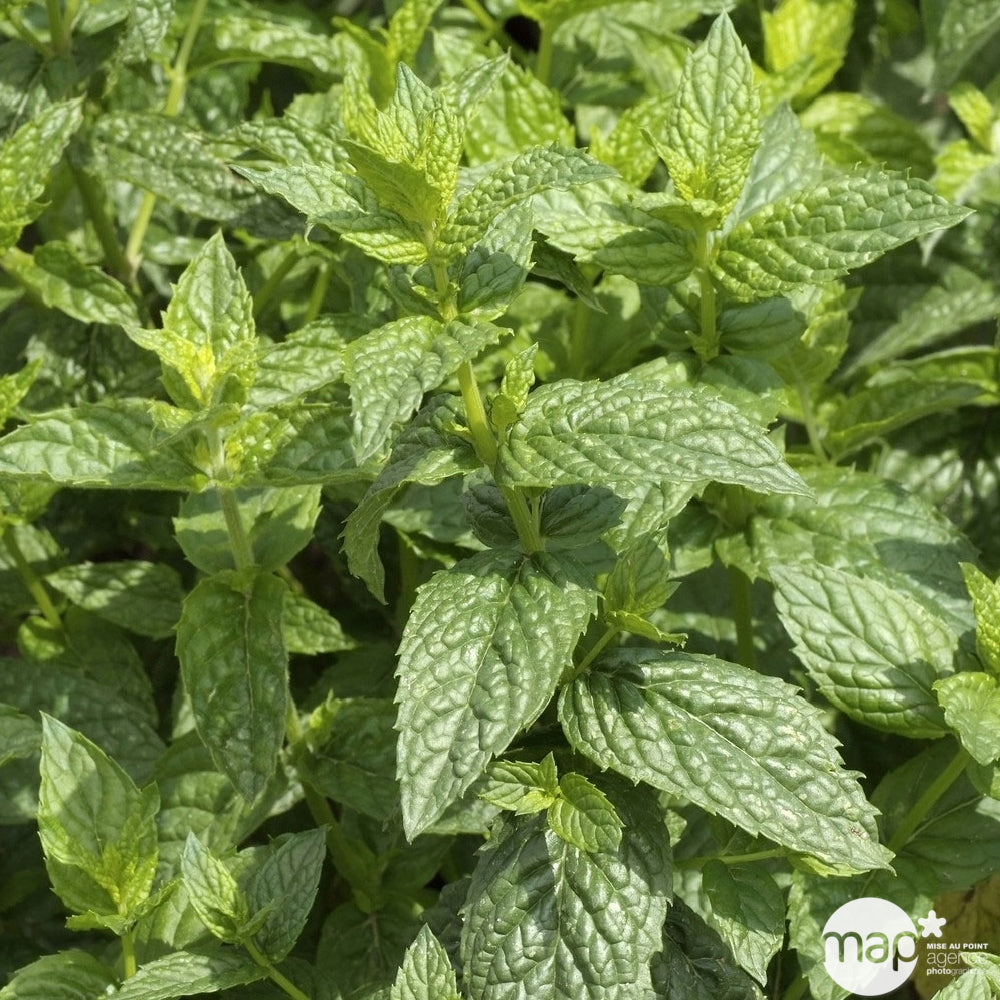  Plant De Menthe Poivrée Bio : En Godet
