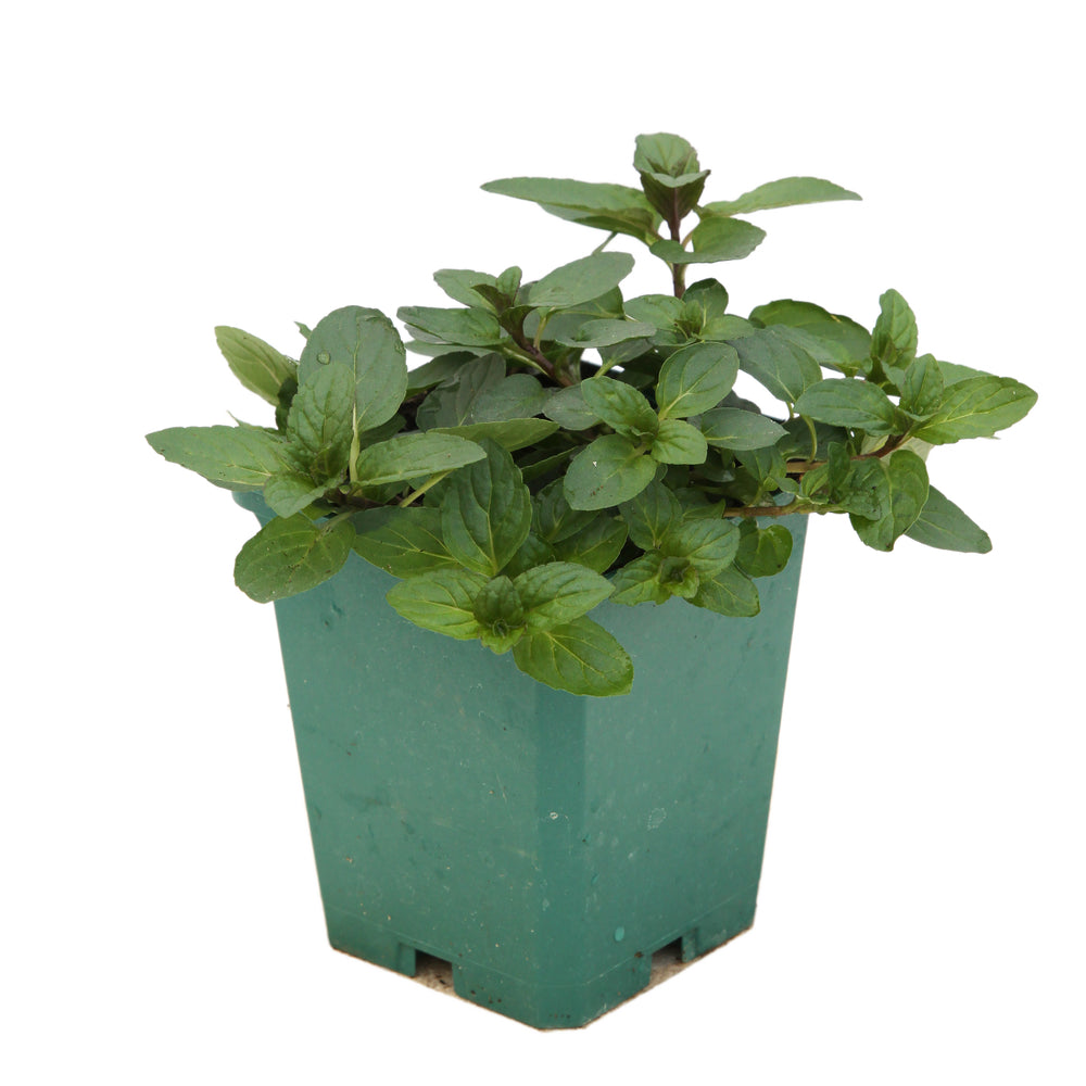  Plant De Menthe Poivrée Bio : En Godet
