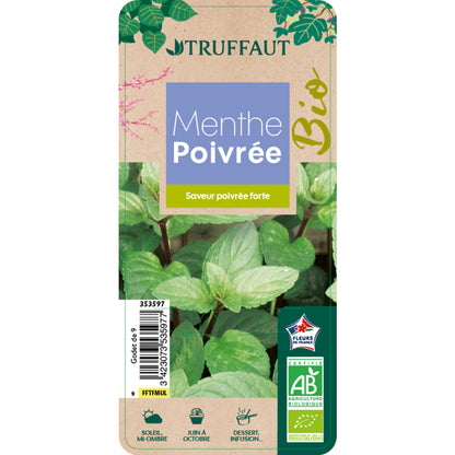  Plant De Menthe Poivrée Bio : En Godet