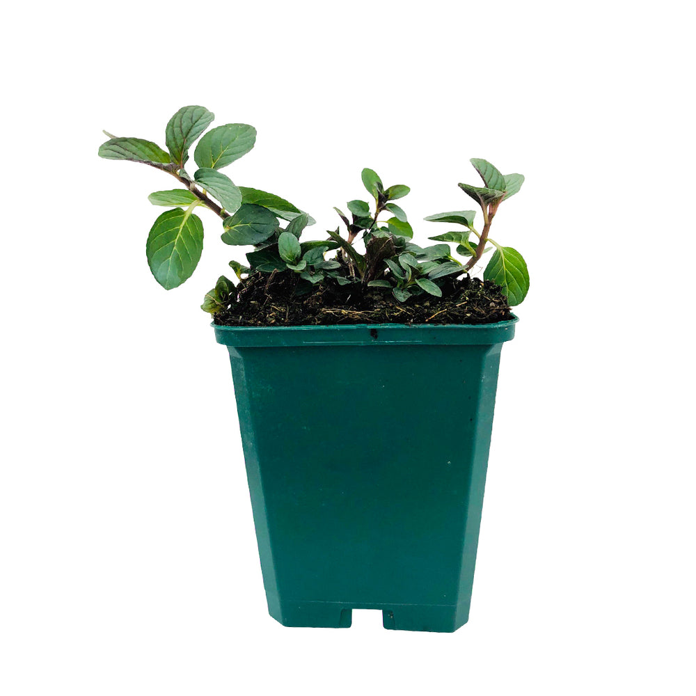  Plant De Menthe Poivrée Bio : En Godet