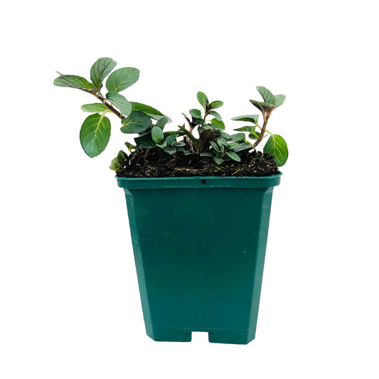  Plant De Menthe Poivrée Bio : En Godet