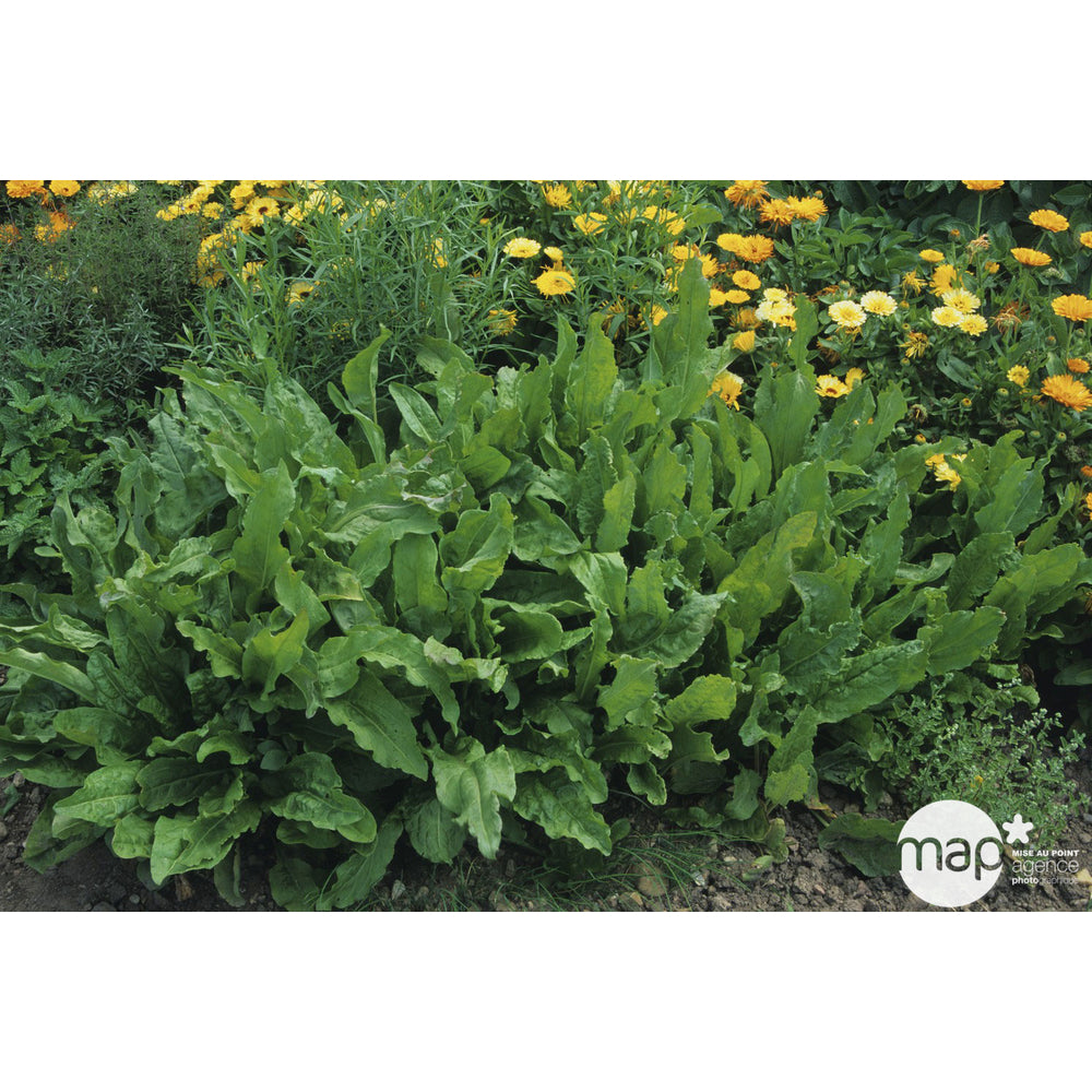  Plant D'oseille Commune Bio : En Godet