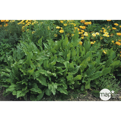  Plant D'oseille Commune Bio : En Godet
