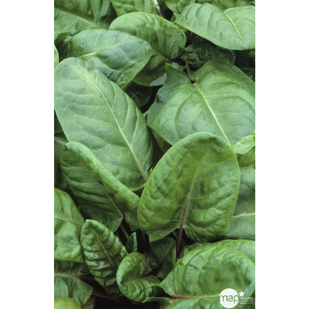  Plant D'oseille Commune Bio : En Godet