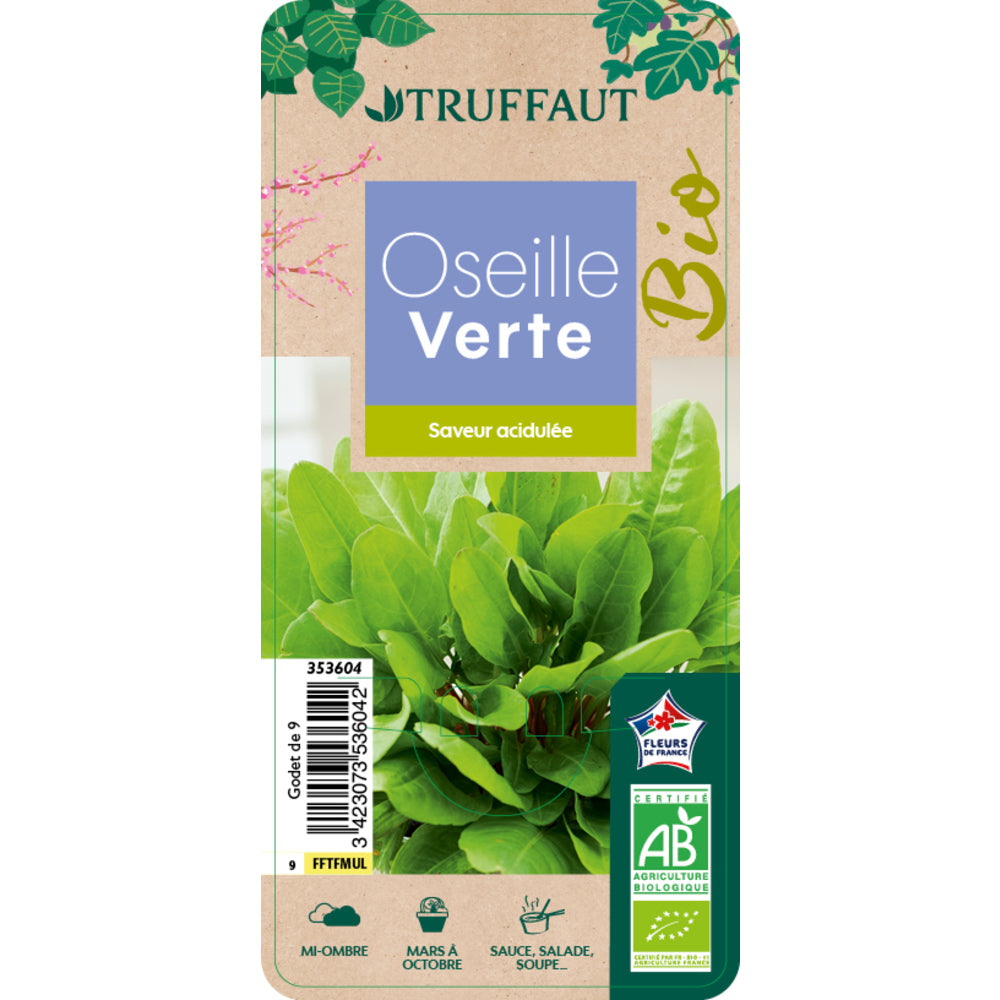  Plant D'oseille Commune Bio : En Godet
