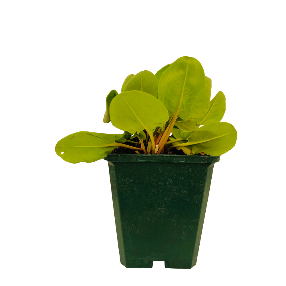  Plant D'oseille Commune Bio : En Godet