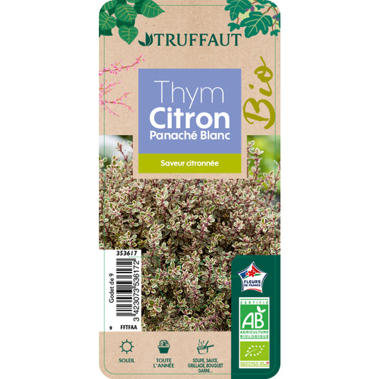  Plant De Thym Citron Panaché Blanc Pot De Bio : En Godet