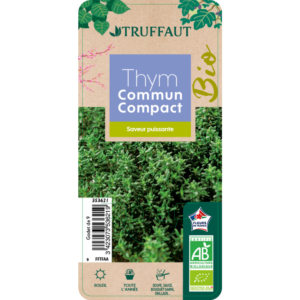  Plant De Thym Commun Compact Bio : En Godet