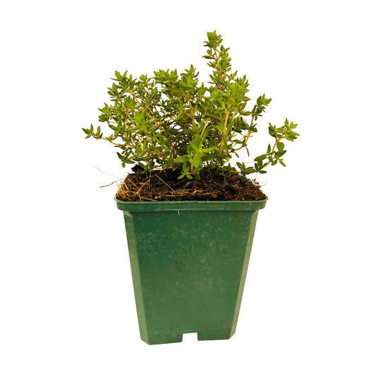  Plant De Thym Commun Compact Bio : En Godet