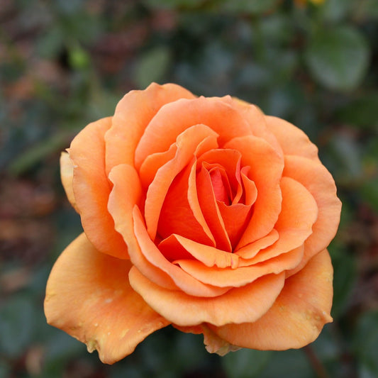  Rosier Buisson Whisky - La Motte / 3+ Branches